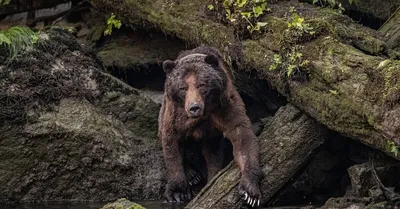 Внимание! Гражданам Молдовы, направляющимся в Румынию, может грозить  опасность …