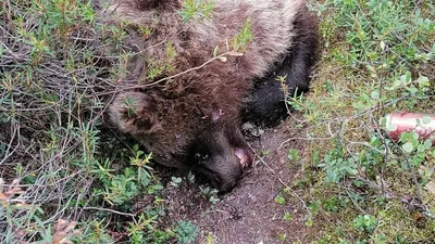 В нацпарке «Башкирия» медведь напал на корову