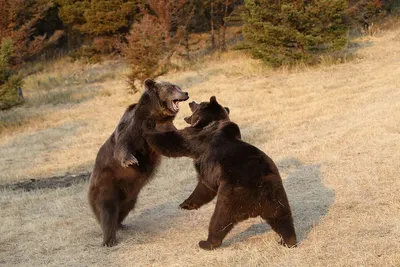 Нападения медведей на людей, реальные истории из жизни | В когтях у хищника  | Дзен