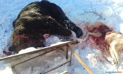 Собака спасла сибирячку от нападавшего на нее медведя - KP.RU