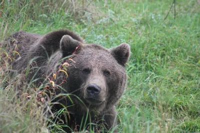 Случаев нападения медведя на человека в Витебской области не фиксировали –  эксперт