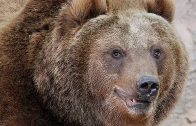 Свистите и хлопайте. Что делать, если встретили в лесу медведя - Kraj.by