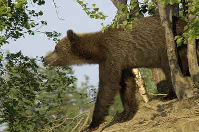 NEWSru.com :: Югорский школьник мигом научился лазать по деревьям,  повстречав в лесу медведя