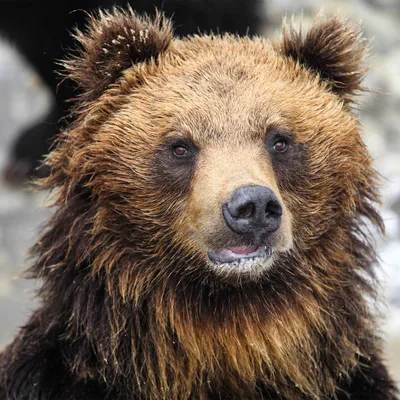 Туристы на Аляске удивили медведя, проигнорировав его атаку - ФОКУС