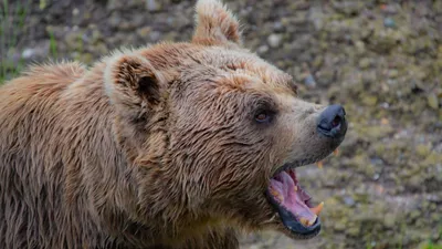 Почему не надо кормить медведей? Часть 2 - Русский охотничий портал