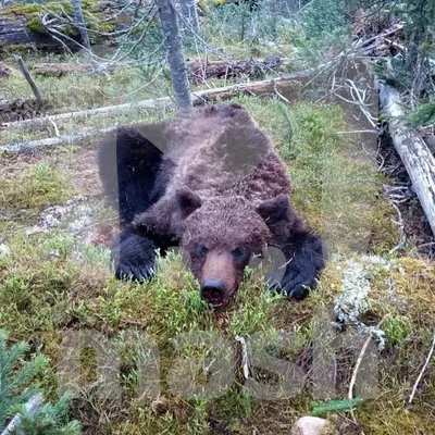 Нападений медведей на людей становится все больше - этот сезон побъет все  рекорды