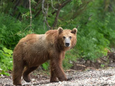 В канадском парке медведь загрыз мужчину, женщину и собаку | ИА Красная  Весна