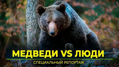 Медведи причиняют ущерб по всей Японии, число жертв стало рекордно высоким  | NHK WORLD-JAPAN News