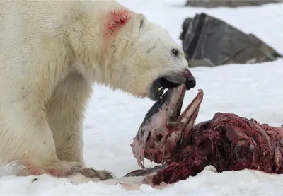 Медведь напал на туристов в тайге и убил подростка - фото - «ФАКТЫ»
