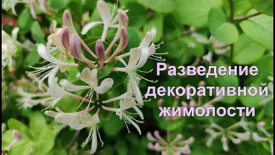 Жимолость декоративная: Татарская, Р9 - Интернет-магазин саженцев \"Омский  Садовод\"