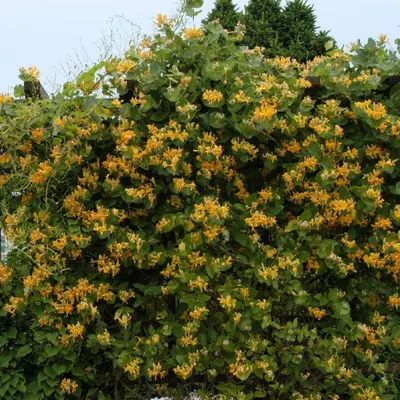 Жимолость вьющаяся Гекрота (Lonicera Heckrottii) купить по цене руб. в  Москве в питомнике растений Южный