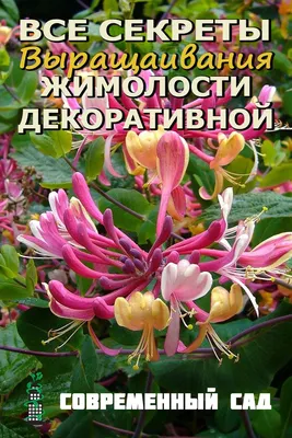 Мир цветов - 🌸 Жимолость декоративная 🌸 🌼 Очень эффектная... | Facebook