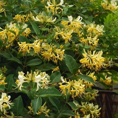 Honeysuckle caprylic. Formation of a living wall of honeysuckle. - YouTube