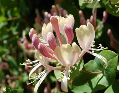 Жимолость каприфоль (Lonicera caprifolium)