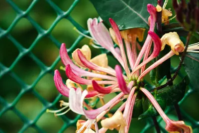 Декоративная жимолость, душистая лиана | Гортензии, хвойные, 🌷любимый сад  | Дзен