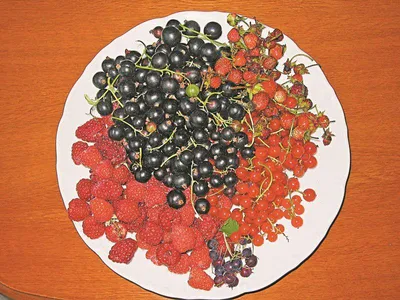 Ирга – вкусная и красивая ягода - ЕжеМарина