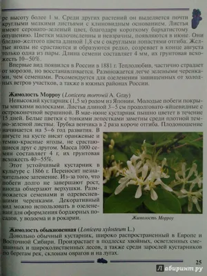 Ягода Жимолость - «Первая летняя ягода с моего участка – Жимолость. 🌿🌿Чем  полезна и что из неё можно приготовить. » | отзывы