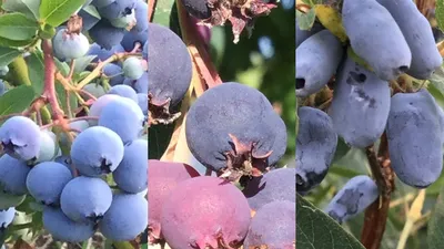 Жимолость плодовая Бочарская - Жимолость - GardenPlants
