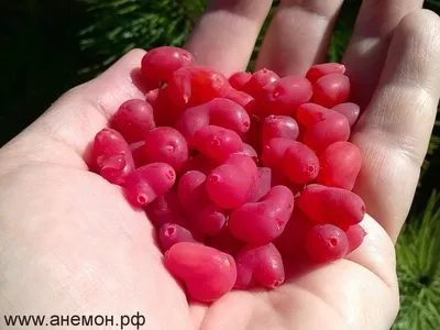 Майская ягода. Жимолость съедобная крупноплодная: сорта и описания, посадка  и уход