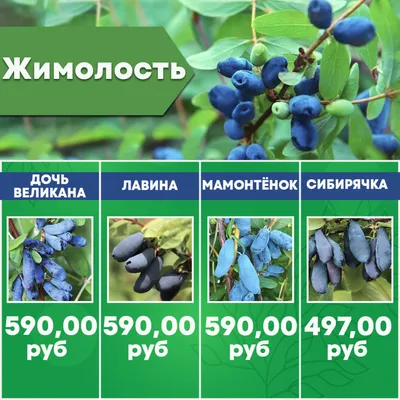 Жимолость Красноплодная съедобная (ягода в форме сердечка)