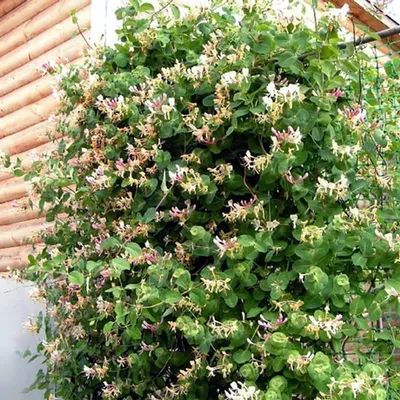 Жимолость каприфоль (Lonicera caprifolium)