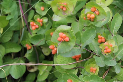 Жимолость каприфоль (Lonicera caprifolium) - Жимолость каприфоль -  Кустарники - Каталог - LESKOVO-PITOMNIK.ru