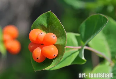 Жимолость Каприфоль Серафина. (Lonicera caprifolium) С3 купить в  интернет-магазине ЦВІТСАД с доставкой по Украине