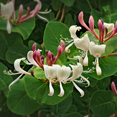 Жимолость Каприфоль (Lonicera caprifolium) - купить декоративные и хвойные  растения с доставкой по Украине в магазине Добродар