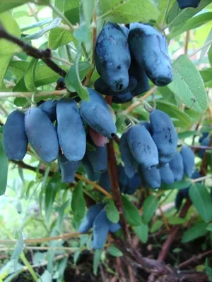 Голубое веретено — Зеленый Сад - Уральский плодопитомник