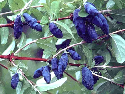 Экзотические растения для вашего сада: что такое жимолость голубая —  SonceSad Экзотические растения для вашего сада: что такое жимолость голубая  — SonceSad