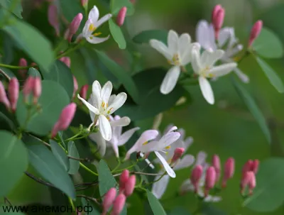 Жимолость татарская - Lonicera tatarica