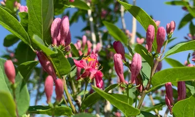 Жимолость татарская, lonicera tatarica