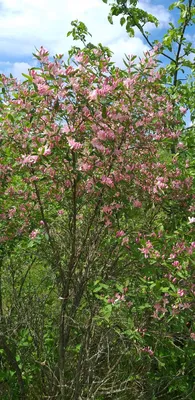 Жимолость татарская Розеа (Lonicera tatar. Rosea) С3 — Питомник Летний сад