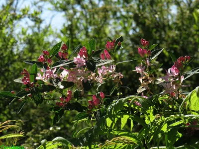 Жимолость татарская (Lonicera tatarica)