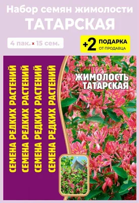 Жимолость татарская купить в питомнике растений с доставкой по Красноярску  и Красноярскому краю, саженцы, выращивание, посадка и уход