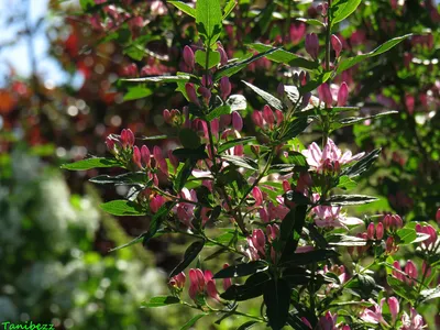 MW0523654, Lonicera tatarica (Жимолость татарская), specimen