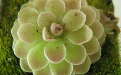 Pinguicula (Жирянка) - уход, описание и содержание - «Dionaea»  интернет-магазин Хищных растений и семян