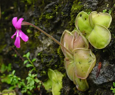 Жирянка (Pinguicula) - PictureThis