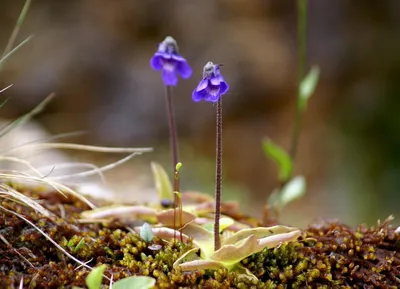 Коллекции растений ЦСБС СО РАН - Pinguicula moranensis H. B. et K. – Жирянка  моранская