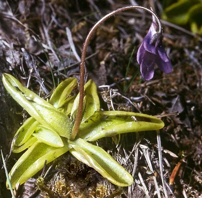 Жирянка (Pinguicula) - Страница 30 - Комнатное цветоводство