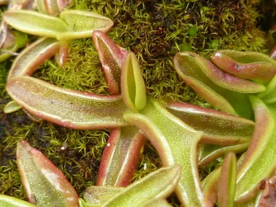 Pinguicula vulgaris - Жирянка обыкновенная. Флора Мурманской области