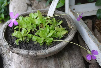 Жирянка крупноцветковая (Pinguicula grandiflora) - PictureThis