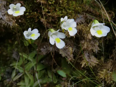 Pinguicula Weser, Жирянка Везер, хищное насекомоядное растение, красная  жирянка, хищные растения в Украине, экзотическое растение