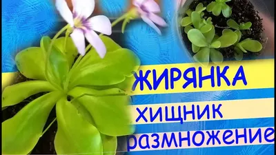 Жирянка растение-хищник купить в интернет-магазине Мандарин