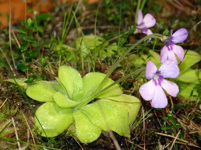 Pinguicula Weser, Жирянка Везер, хищное насекомоядное растение, красная  жирянка, хищные растения в Украине, экзотическое растение