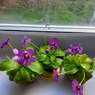 Жирянка Тина (Pinguicula Tina) 😍... - Цветы с характером | Facebook