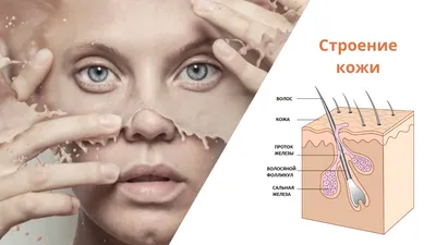 Косметологические типы кожи: правильный уход за кожей разных типов | Центр  косметологии JanelProff