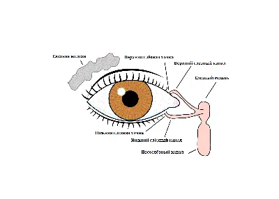 Верхняя блефаропластика - «Устранение дефекта вызванного провисанием  слезной железы, а заодно омоложение век без изменения формы глаз с нависшим  верхним веком » | отзывы