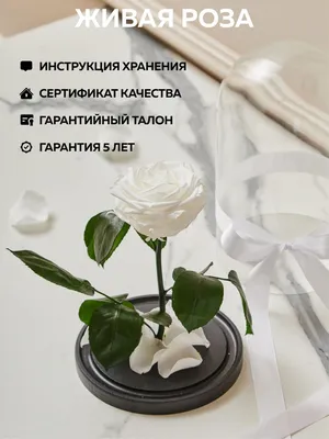 Стабилизированные цветы в стекле Вечная Роза Роза, 32 см, 1500 гр, 1 шт  купить по выгодной цене в интернет-магазине OZON (1125264099)