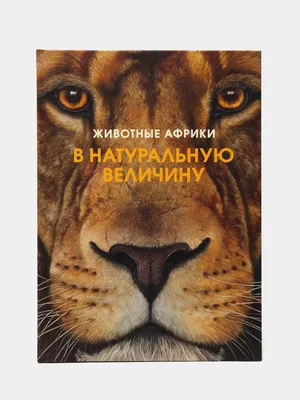 Дикие Животные Африки. :: Jakob Gardok – Социальная сеть ФотоКто